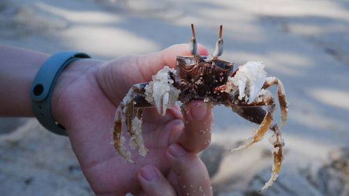 Close-up of hand holding leaf