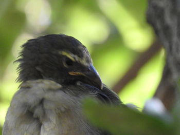 Close-up of bird on tree