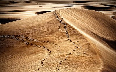 High angle view of paw prints on sand dune