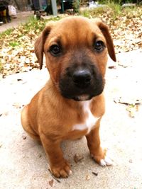 Close-up portrait of dog