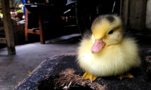 Close-up of young bird