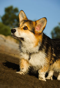 Close-up of dog