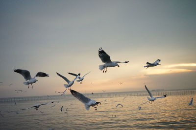 Seagulls flying over sea against clear sky