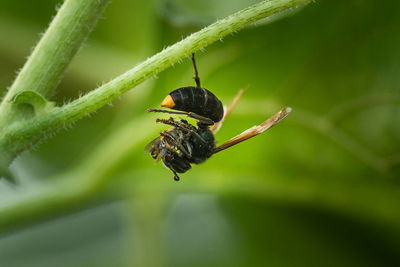 Close-up of insect on leaf