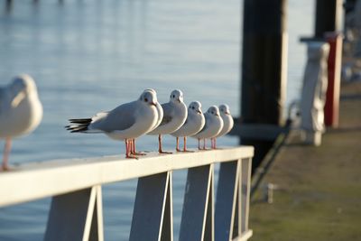 Seagulls perching on railing against sea