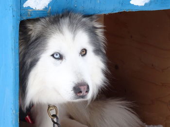 Close-up portrait of white dog