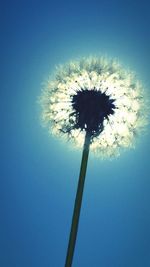 Low angle view of dandelion