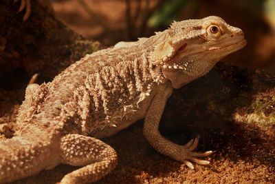 Close-up of iguana on field