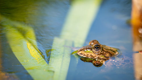 One pool frog is swimming in the vegetation area. pelophylax lessonae. beauty in nature.