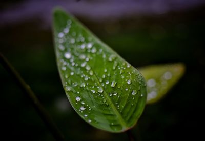 Close-up of raindrops on leaves