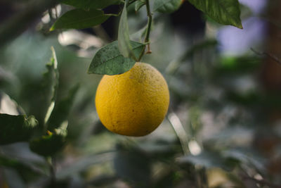 Orange hanging on tree, bokeh background in fall colors