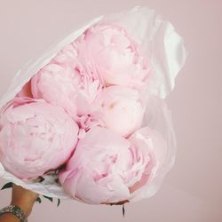 Close-up of pink rose against white background