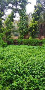 Trees and plants growing on field in forest