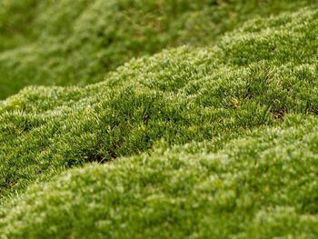 Full frame shot of moss growing on field