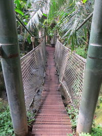 Boardwalk amidst trees