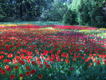 Red tulip flowers in field