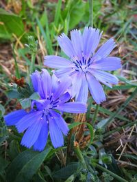 Close-up of purple flowers blooming outdoors