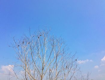 Low angle view of birds flying against blue sky