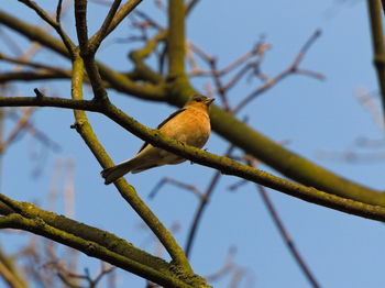 The common chaffinch fringilla coelebs. chaffinch on a branch. small song bird on a branch.