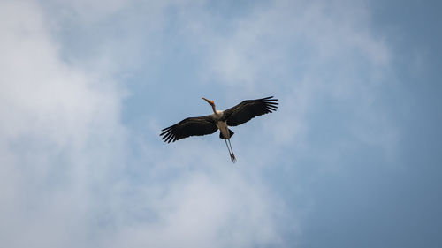 Low angle view of eagle flying in sky