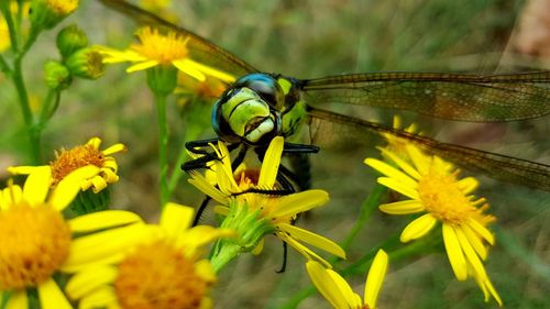 Close-up of bee on yellow flower