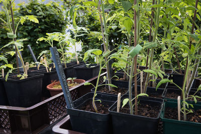 Potted plants in greenhouse