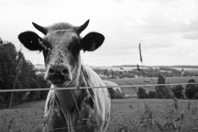 Portrait of horse in field