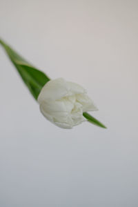 Close-up of white flower