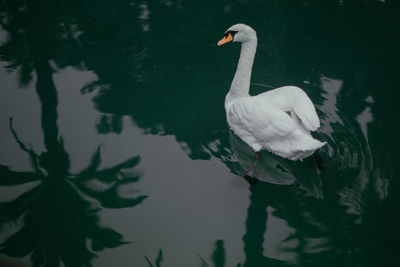 Swan swimming in lake