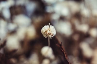 Close-up of flower against blurred background