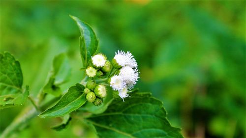 Close-up of white flowering plant