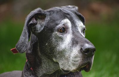 Close-up of a dog looking away