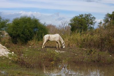 Horse drinking water in a field