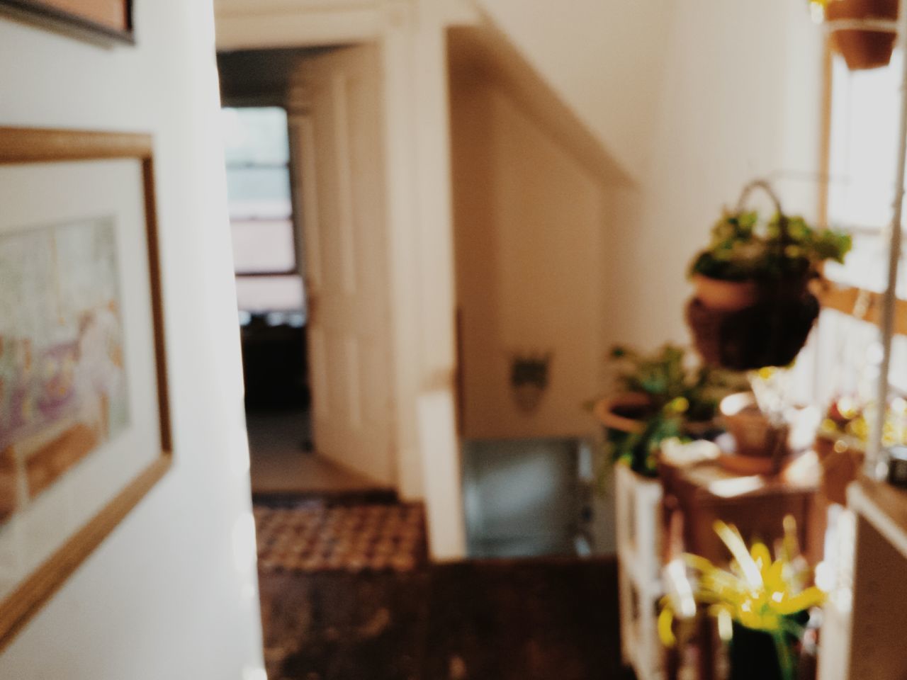 indoors, window, potted plant, selective focus, home interior, table, architecture, focus on foreground, built structure, glass - material, close-up, house, freshness, no people, plant, day, transparent, balcony, flower, flower pot