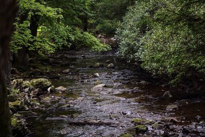 Stream in forest