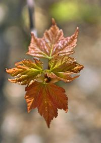 Close-up of autumnal leaves