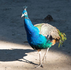 Wild colorful peacocks, little kittens in peacock forest plaka on kos greece