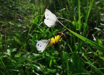 Close-up of butterfly on flower