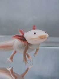 Axolotl in close up