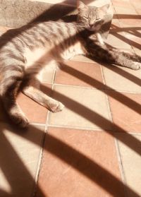 High angle view of cat lying down on floor