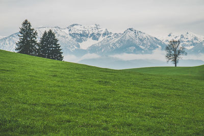 Scenic view of grassy field against sky