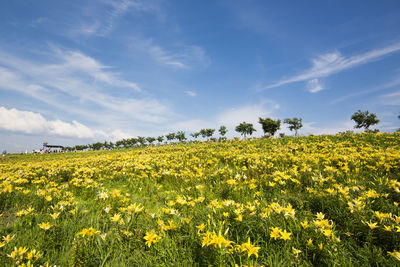 Scenic view of oilseed rape field against sky