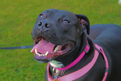 Close-up of dog looking away