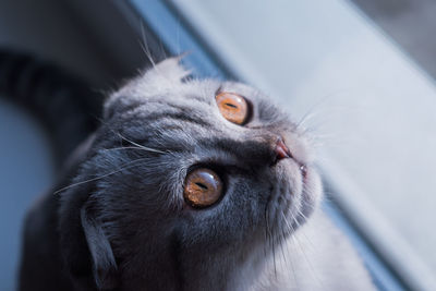 Close-up portrait of cat