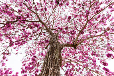 Low angle view of cherry blossoms against sky