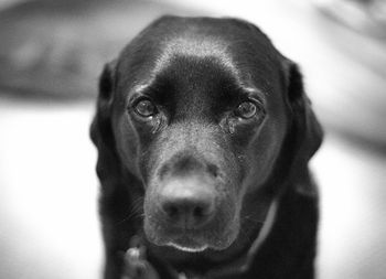 Close-up portrait of dog