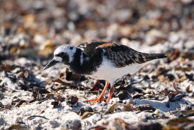 Close-up of a bird on land