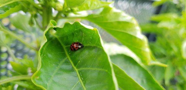 Close-up of ladybug on leaf