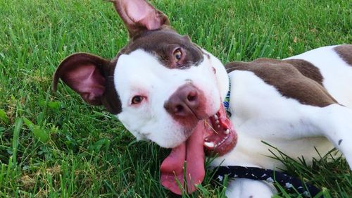 Close-up portrait of dog on grass