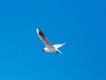 Low angle view of seagull flying against clear blue sky